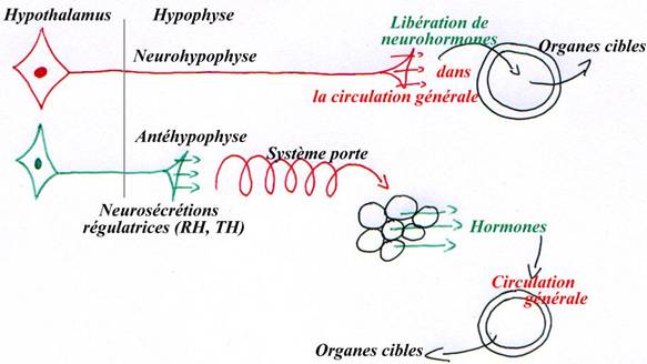 régulation de neurosécrétions