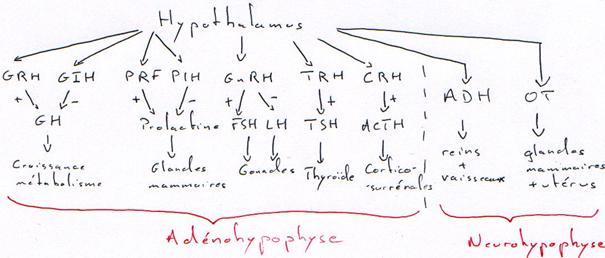Neuropeptides régulant la sécrétions d'hormones