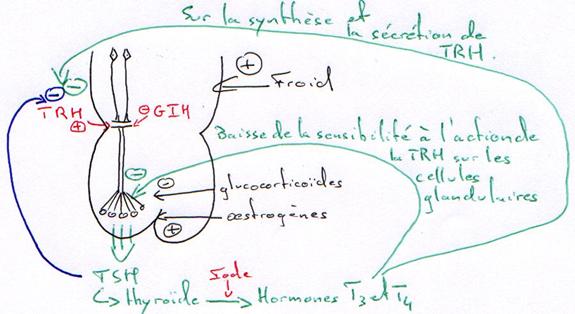 Régulation de T3, T4 et surtout TSH