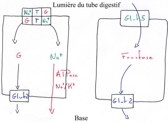 absorption du fructose