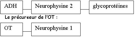 Précurseur de l'ADH : la propressophysine