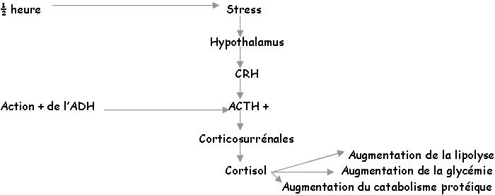 Organisation de la sécrétion d'ACTH