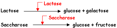 Digestion des oligo et disaccharides