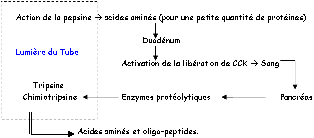 Digestion intraluminale