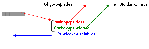 Digestion entérocytaire