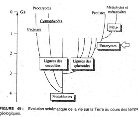 Evolution schématique de la vie sur la Terre au cours des temps géologiques