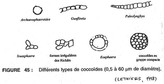 Différents types de coccoïdes