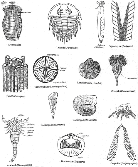 Exemple de faune primitive (1)