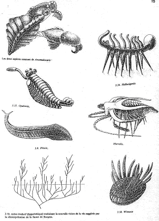 Exemple de faune primitive (2)