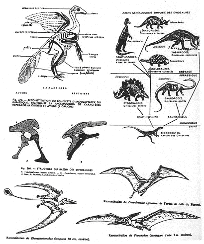 Exemple d'animaux et leurs évolutions possibles