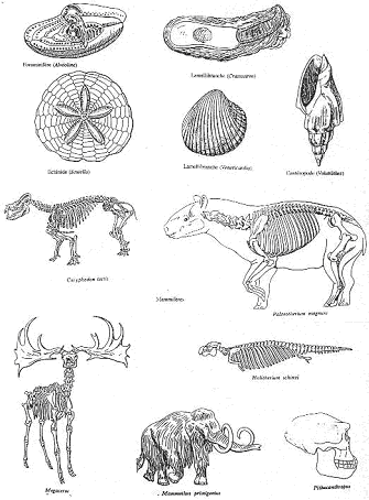 Apparition d'espèces du Pliocène