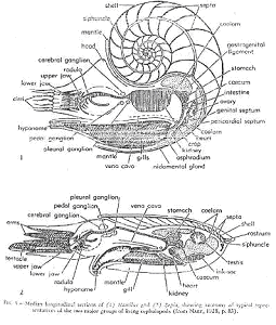 Coupes de céphalopodes