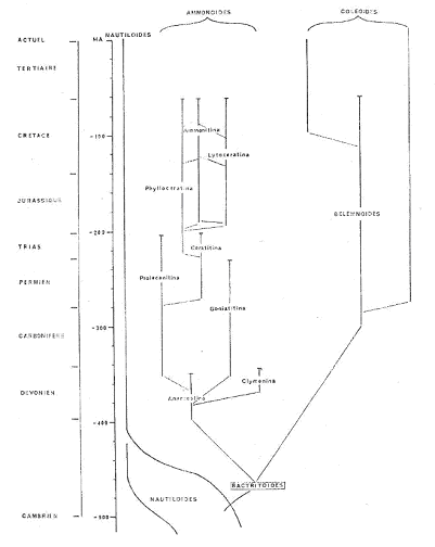 Lignées de bactritoidea