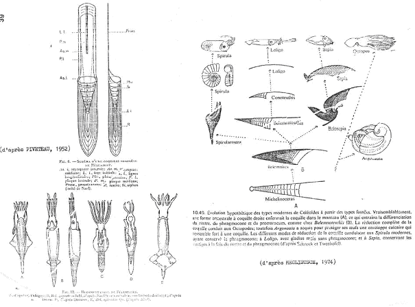 Représentations et évolution de coleoidea