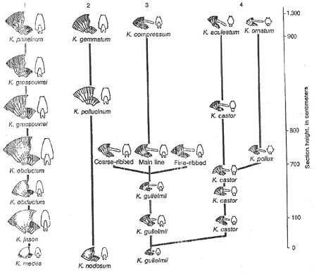 Différnciation de lignées de foraminifères spécifiques