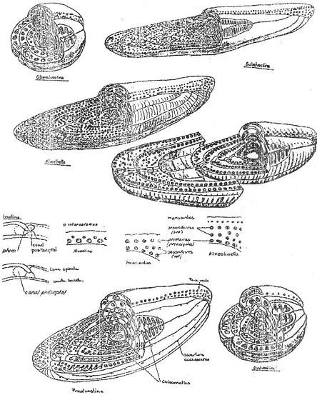 Coupes et structures de différentes alvéaolines à l'Eocène