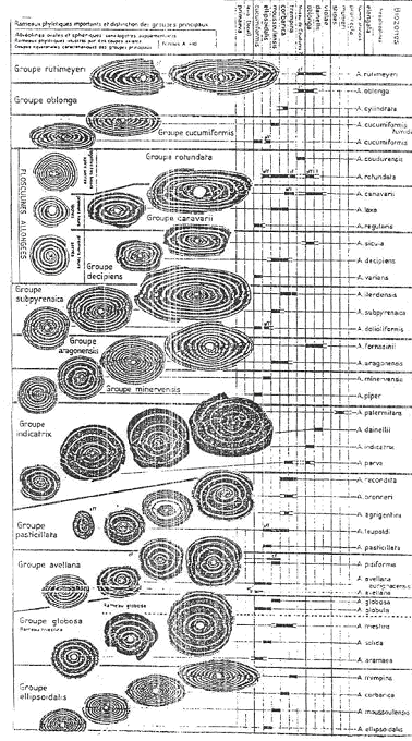 Variations de différentes lignées de foraminifères