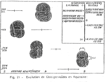 Evolution de Globigerinoïdes en Aquitaine