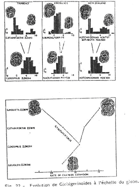 Evolution de Globigerinoïdes à l'échelle du globe