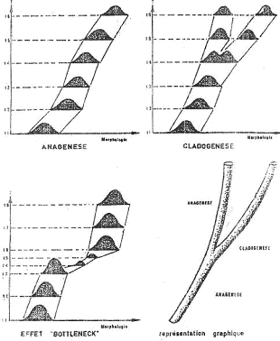 Illustration de cladogenèse et d'anagenèse