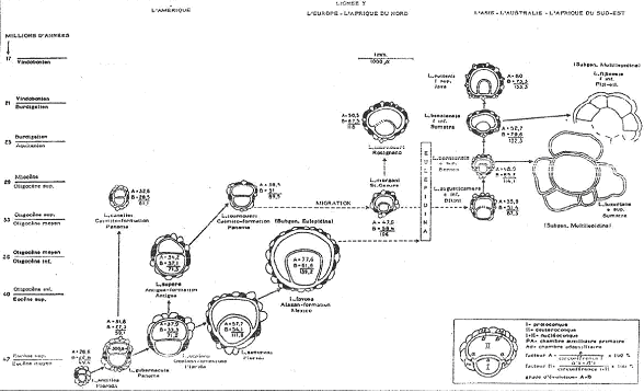 Evolution de certaines espèces