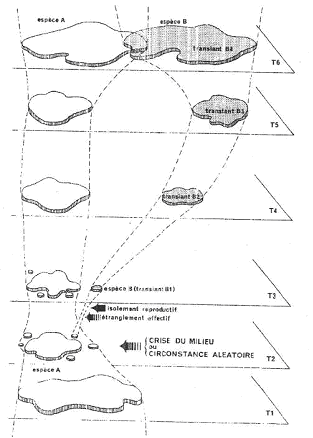 Représentation de la spéciation péripatrique