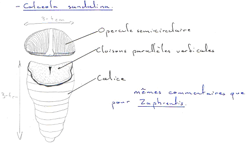 Coelentéré / Tétracoralliaire / Calceola sandalina