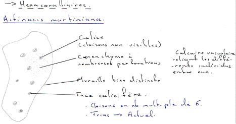 Coelentéré / Hexacoralliaire / Actinacis martiniana