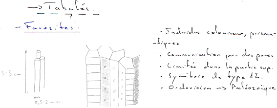 Coelentéré / Tabulés / Favosites