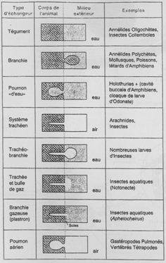 Respiration tégumentaire