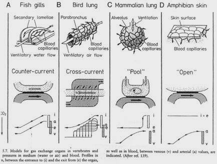 Diffusion de l'oxygène chez les poissons, oiseaux, mammifères et amphibiens