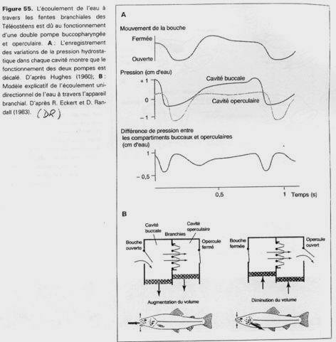 Ventilation de vertébrés - Ecoulement de l'eau à travers les fentes branchiales