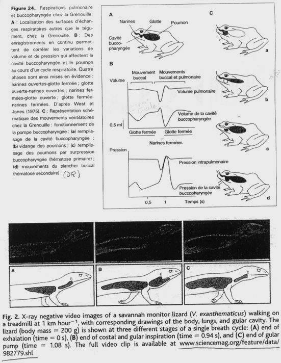 Ventilation de vertébrés - Respiration pulmonaire chez les grenouilles