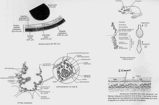 Différences entre la zone de conduction de l'air et la zone respiratoire