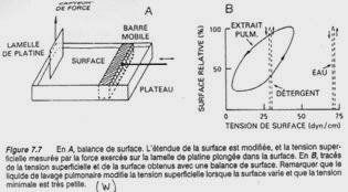 Surfactant pulmonaire, expériences