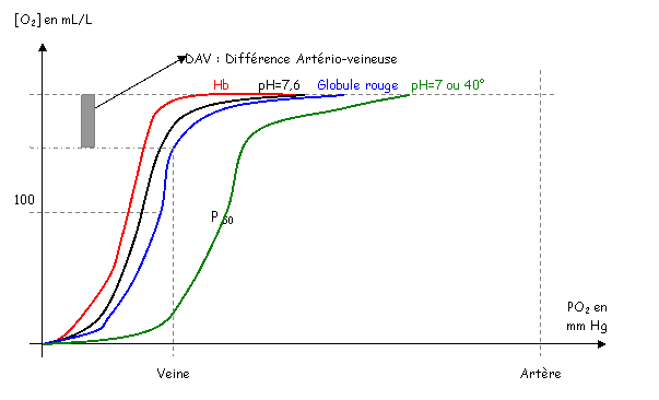 Propriétés de l'hémoglobine des vertébrés