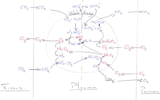 Echanges gazeux entre tissus, plasma et poumons