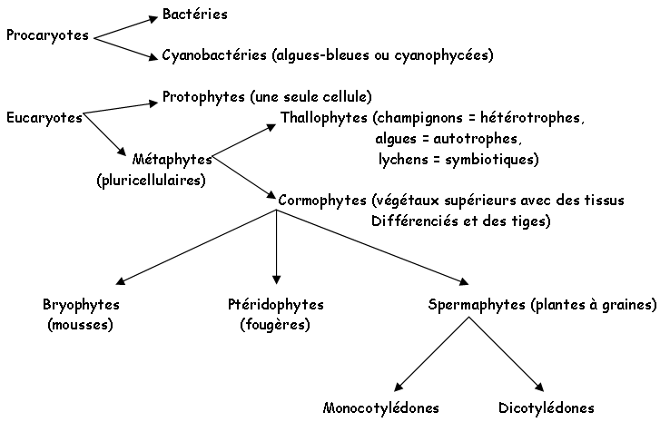 Organigramme du monde végétal