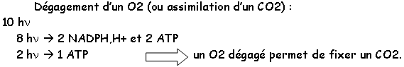 transformation du ribose en ribulose