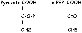 Pyruvate et PEP