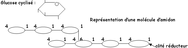 Représentation d'une molécule d'amidon