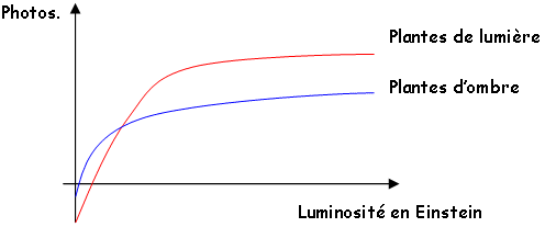 Courbe de la photosynthèse des plantes d'ombre et de plantes de lumière en fonction de la luminosité (en Einstein)