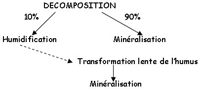 Décomposition dans l'azote du sol