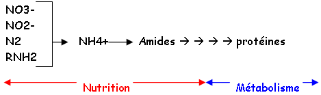 Assimilation azote minéral