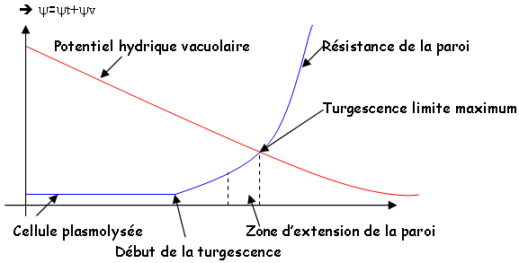 Potentiel hydrique, celllule plasmolysée et résistance de la paroi