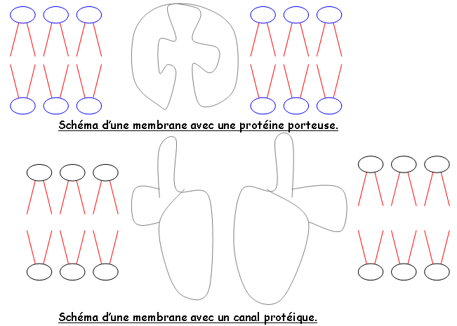 Membranes avec protéine porteuse et canal protéique