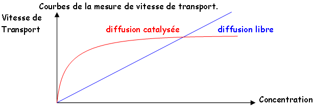 Courbes de la mesure de vitesse de transport