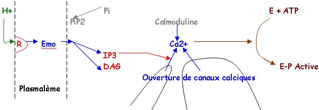Intervention du système inositol-triphosphate : IP3, complexe Ca2+ calmoduline