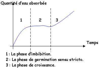 Phases de l'absorption d'eau