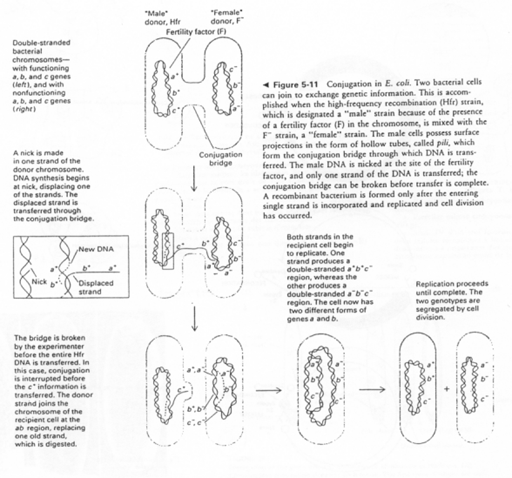 bactérie, reproduction sexuée, épisone, HFr, F-